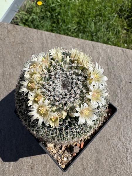 Mammillaria formosa